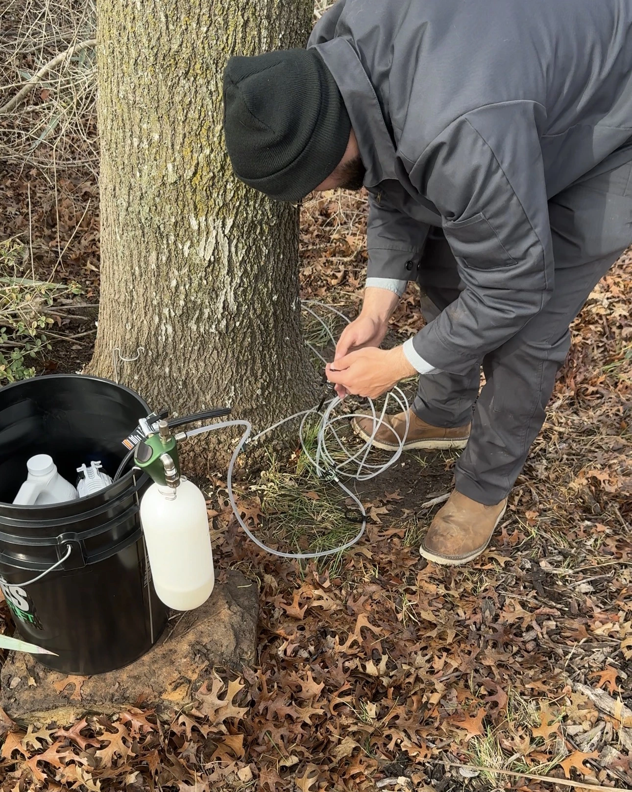 Oak Wilt Treatment Now Available in Parker County