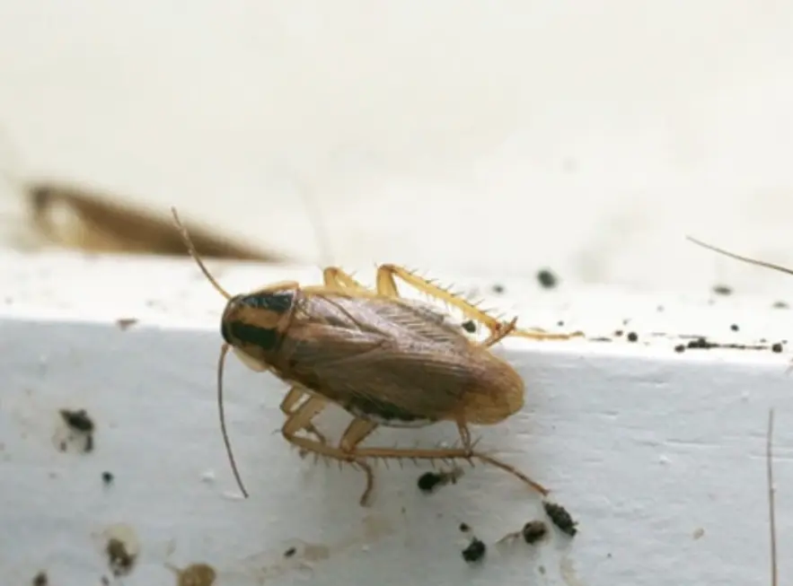 Understanding German Roaches in North Texas: Prevention and Control