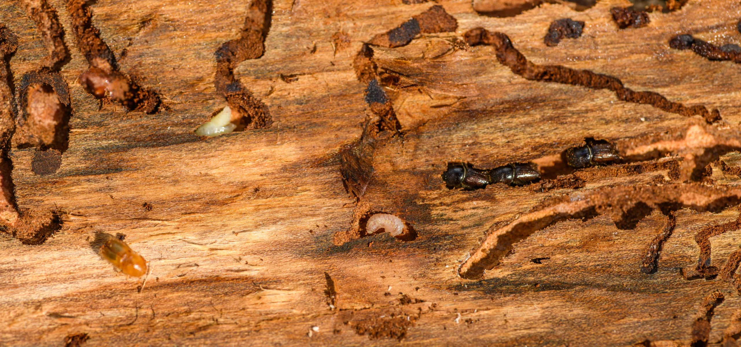 termite damage on wood
