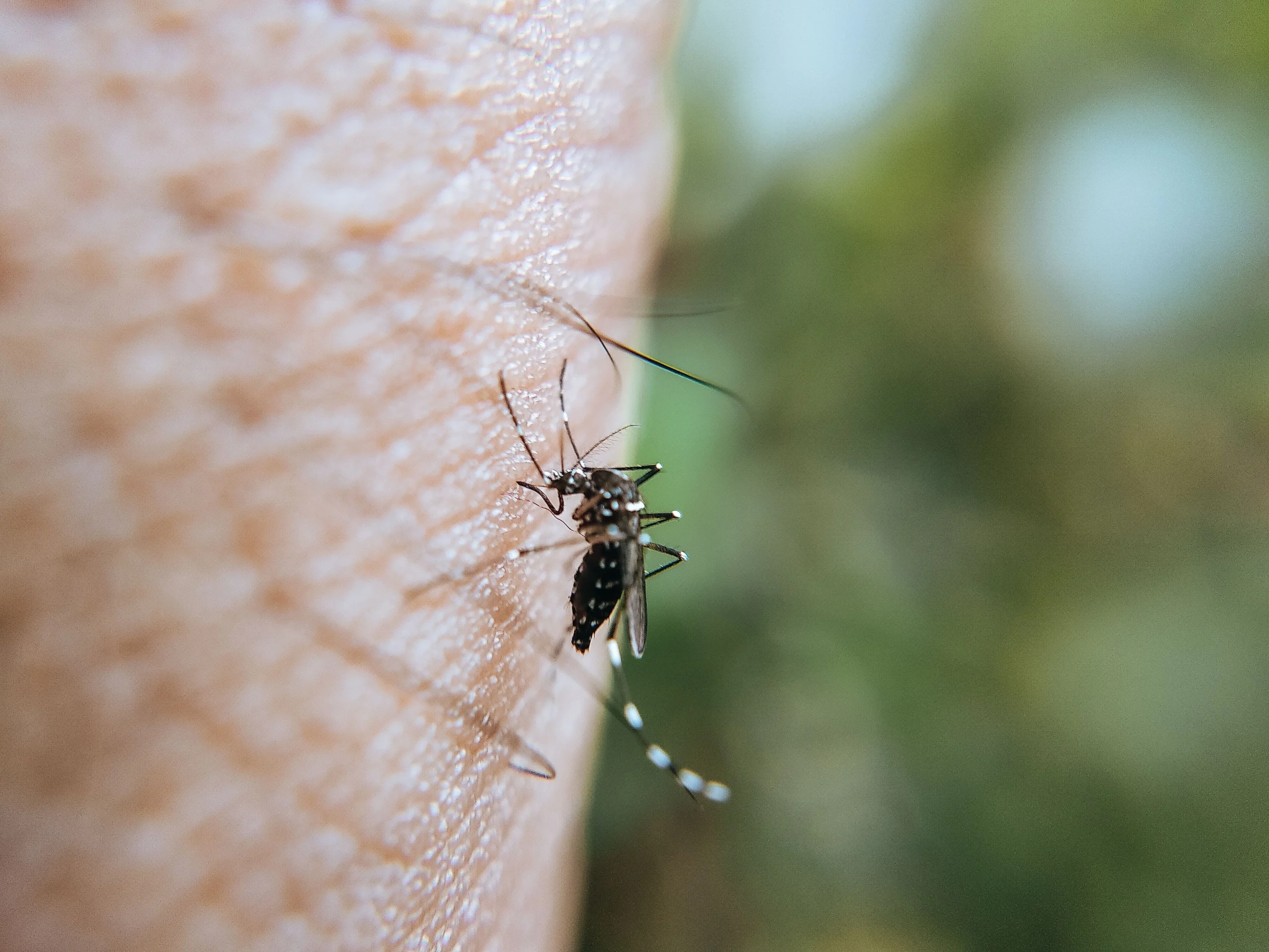 Mosquito biting a person