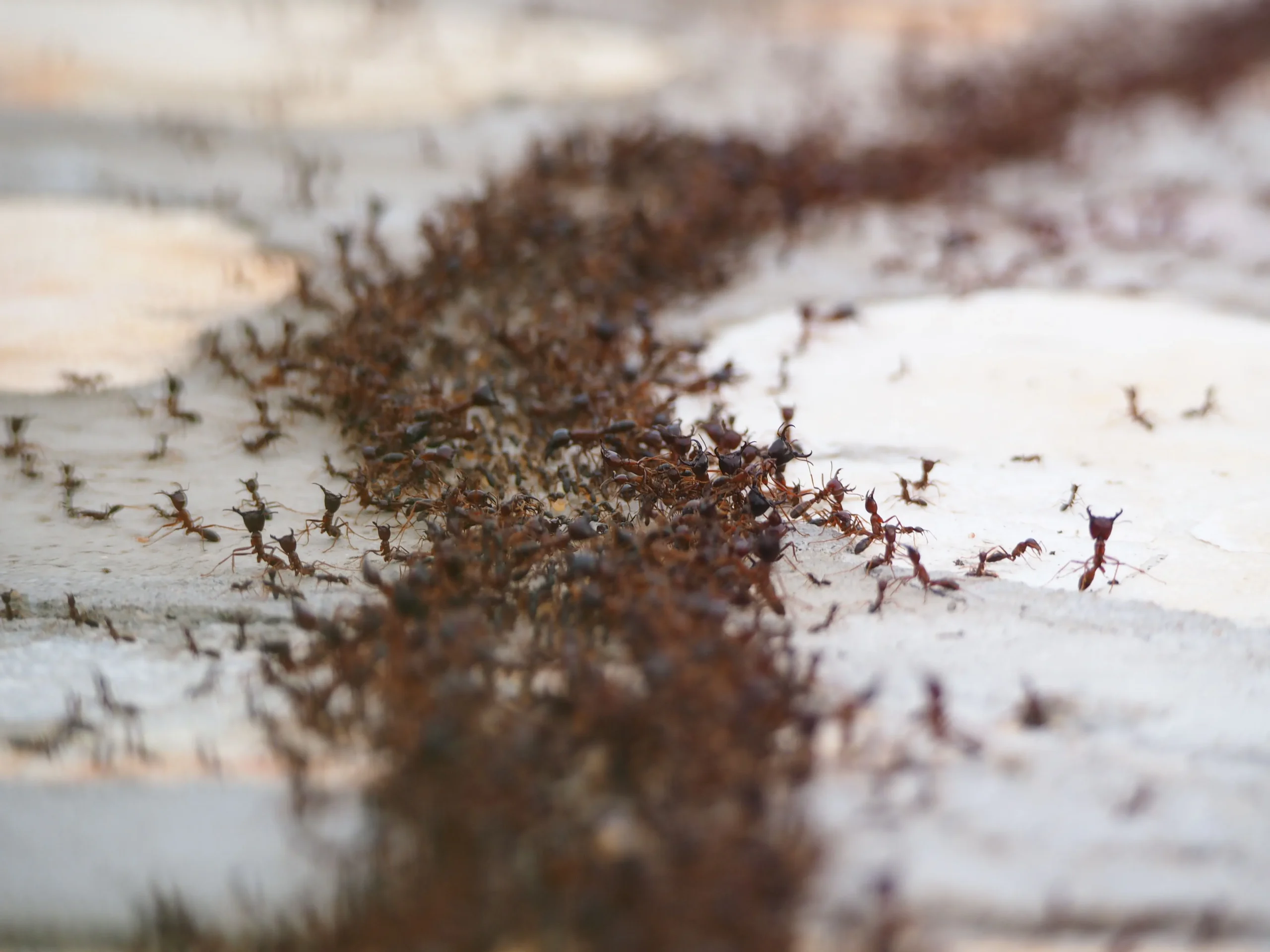 Fire Ants Swarming