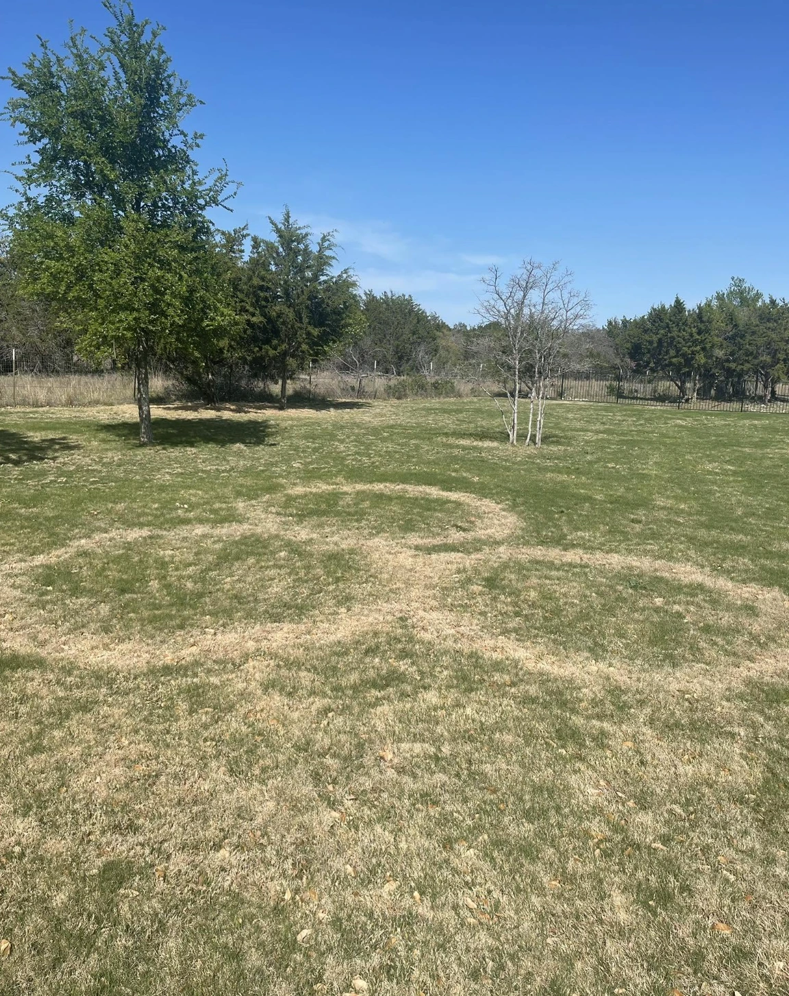 Turf disease